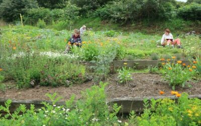 Atelier au jardin – Initiation à l’illustration botanique le lundi 28 août 2023