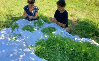 Article France 3 Bretagne : Une école pour apprendre l’herboristerie…