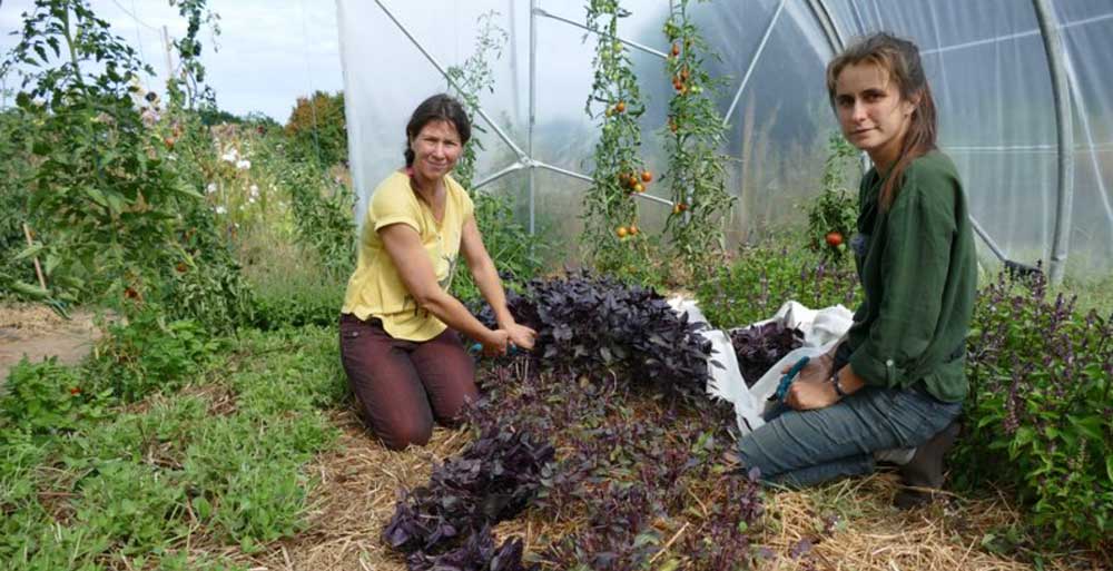 article france 3 bretagne les plantes